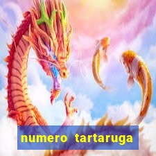 numero tartaruga jogo do bicho